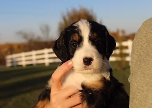 Tri-Color Bernedoodle Puppy